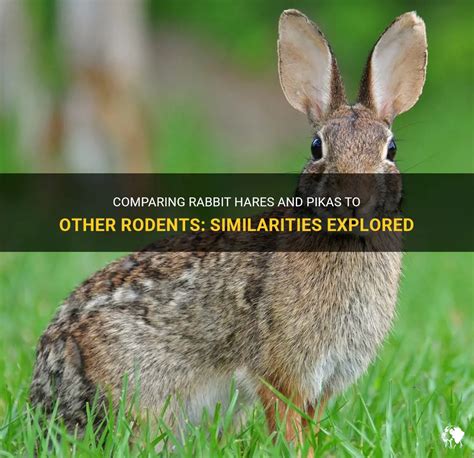 how are rabbit hares and pikas similar to other rodents